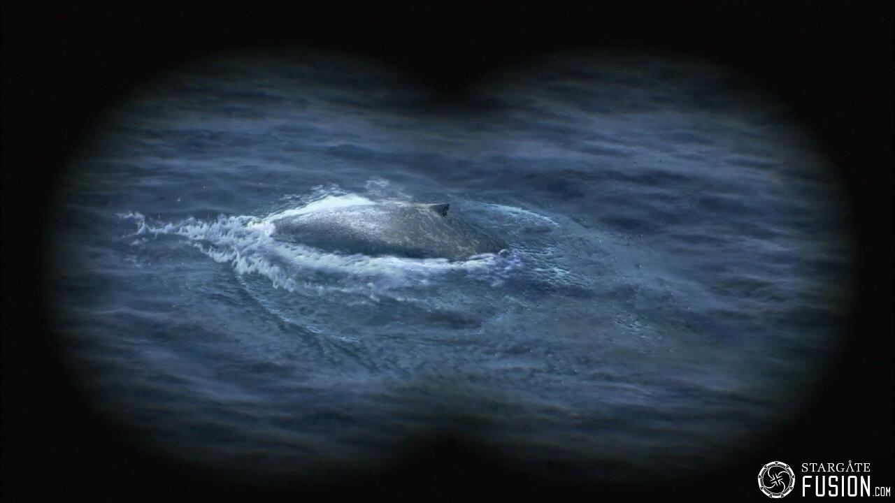 Le chant des baleines