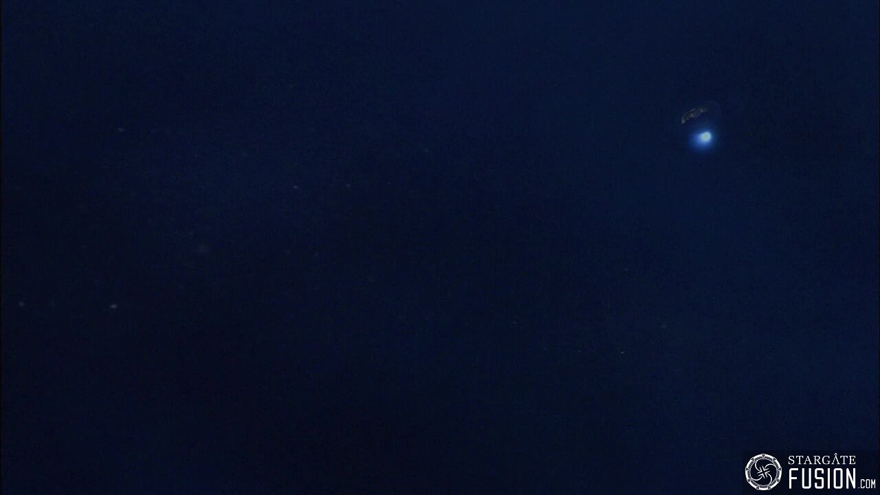 Le chant des baleines