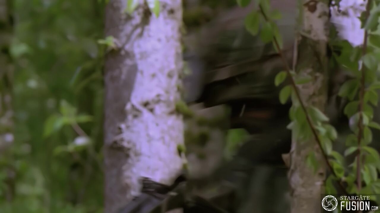Règles de combat