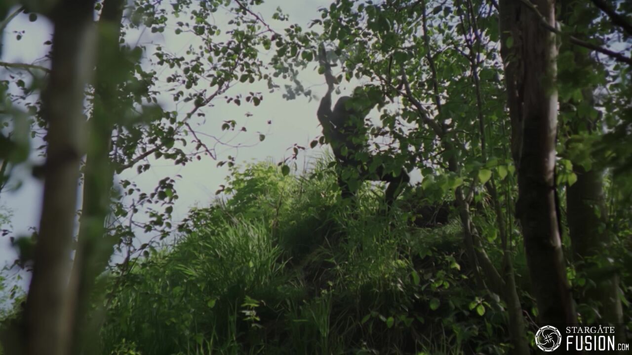 Règles de combat