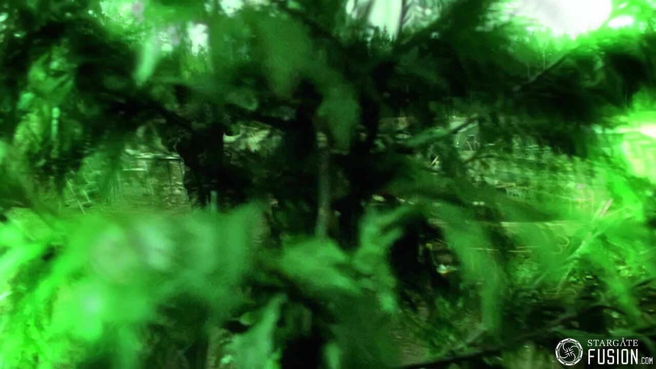 Primitifs