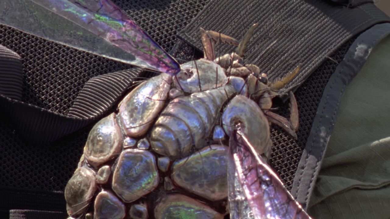 Insectes de BP6-3Q1