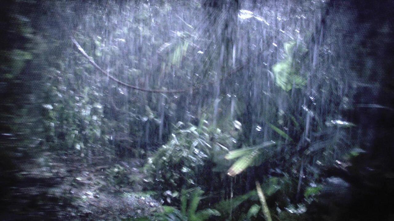 Jungle