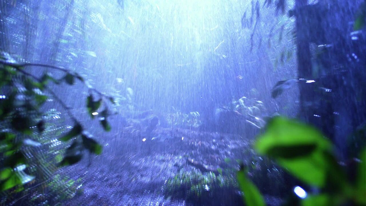 Jungle