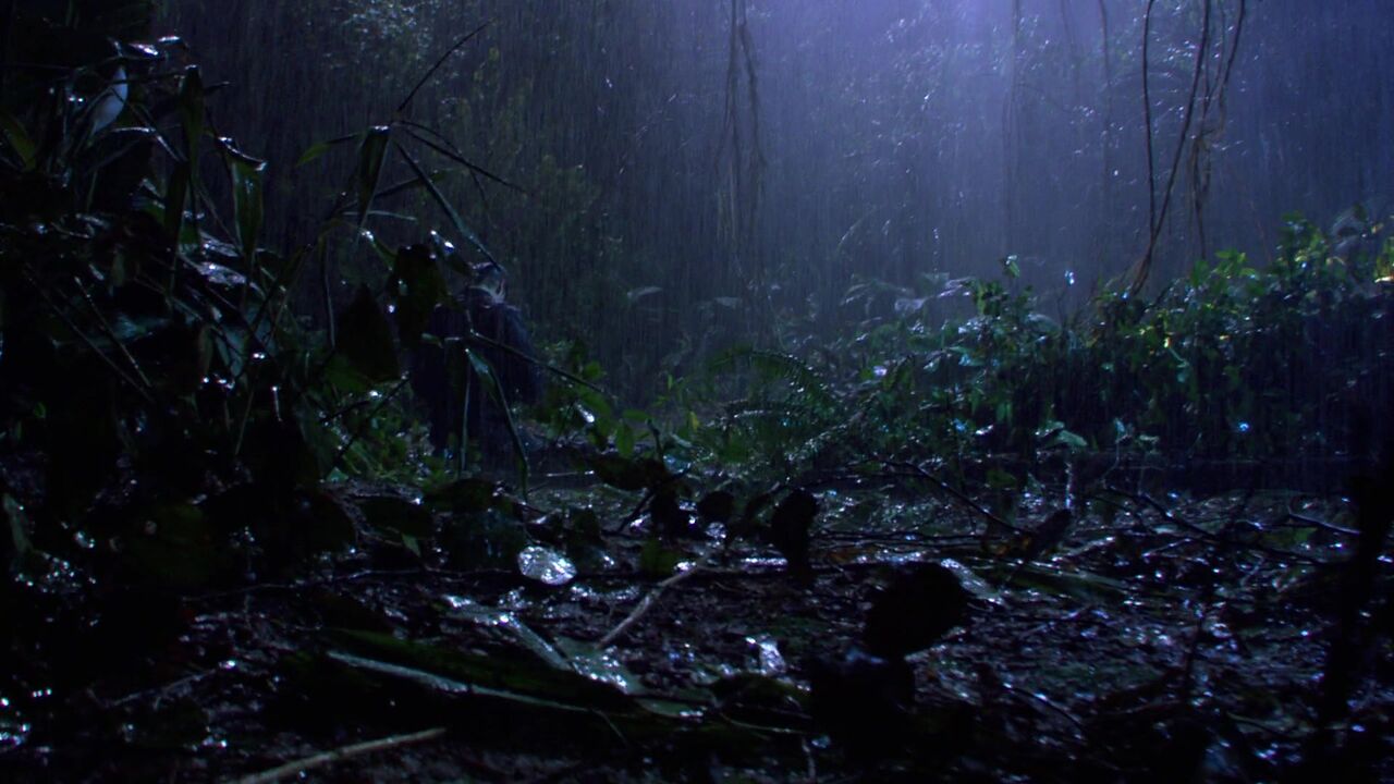 Jungle