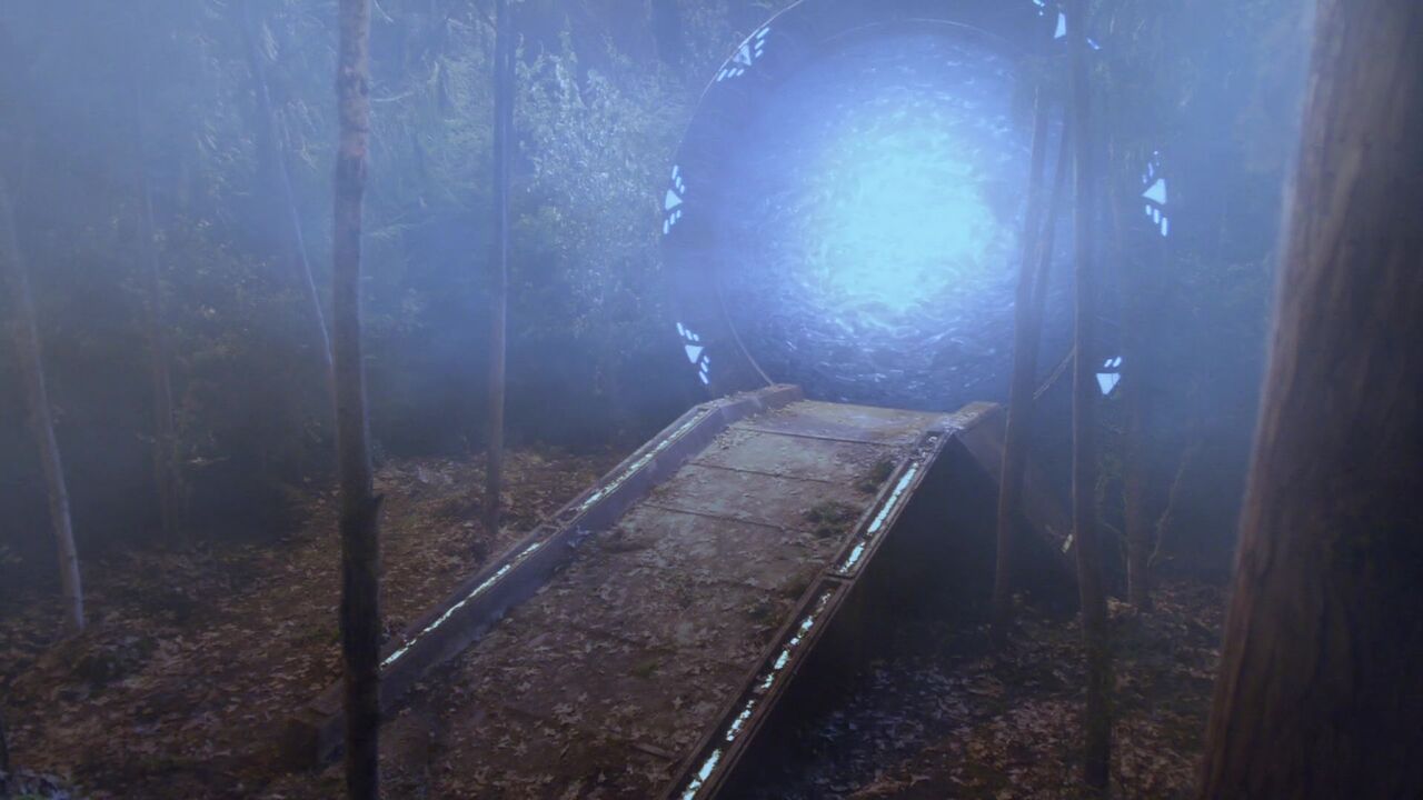 Forêt brumeuse
