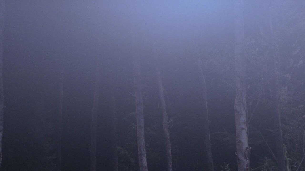Forêt brumeuse