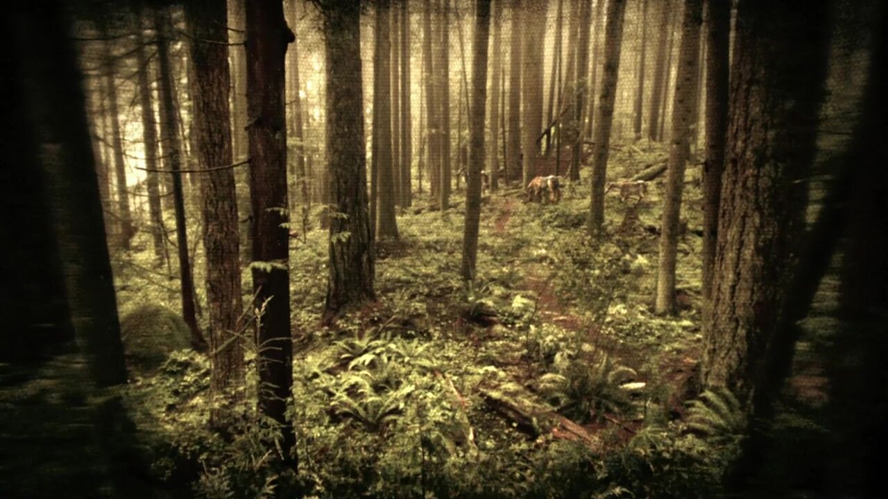 Terrain de chasse