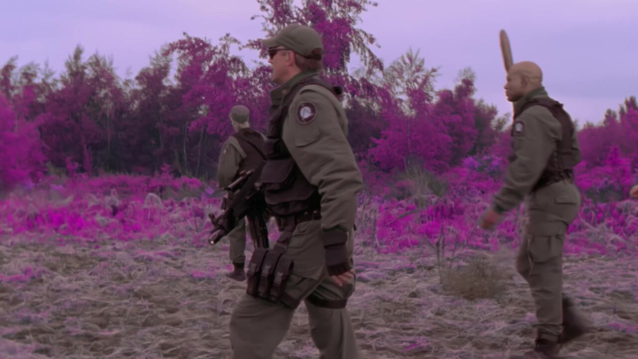 Forêt mauve
