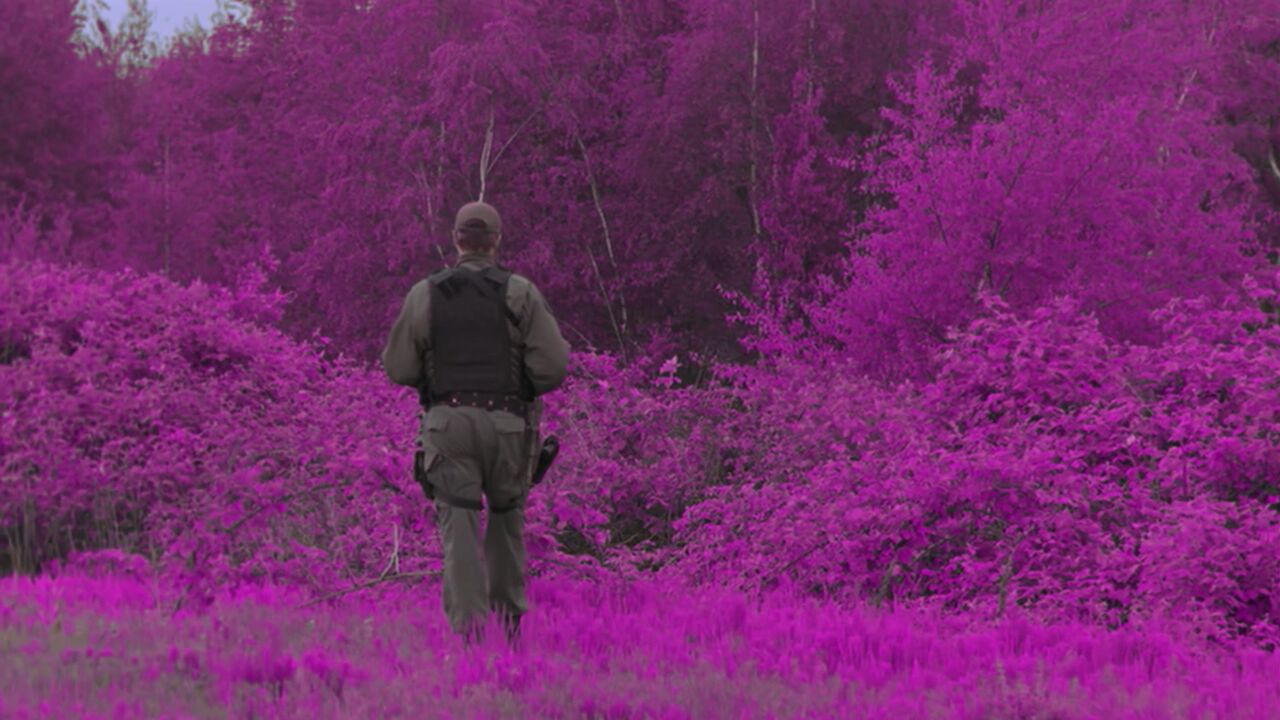 Forêt mauve