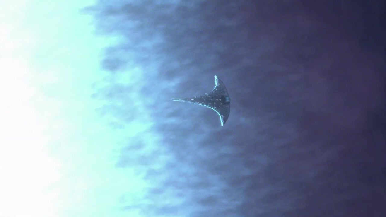 Supergéante bleue