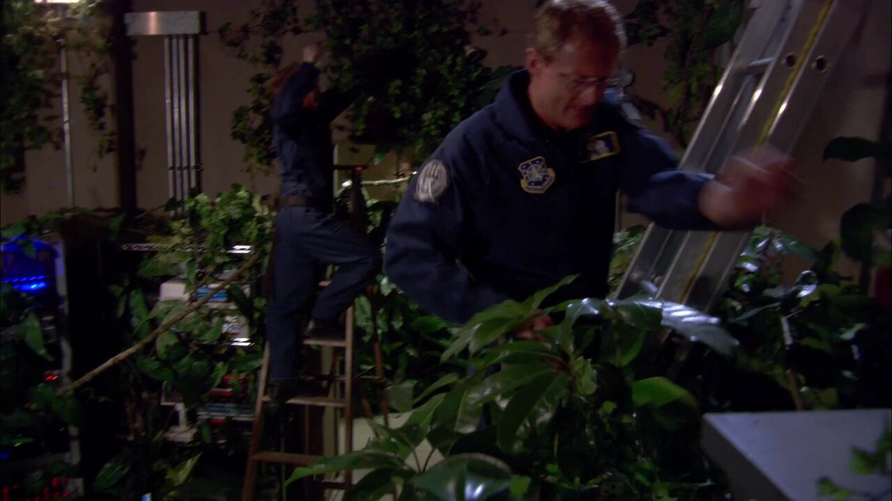 Plante de P6J-908