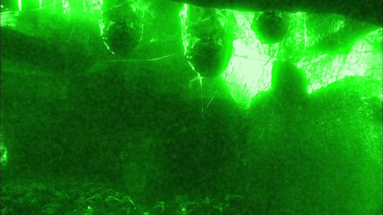 Ectoparasites