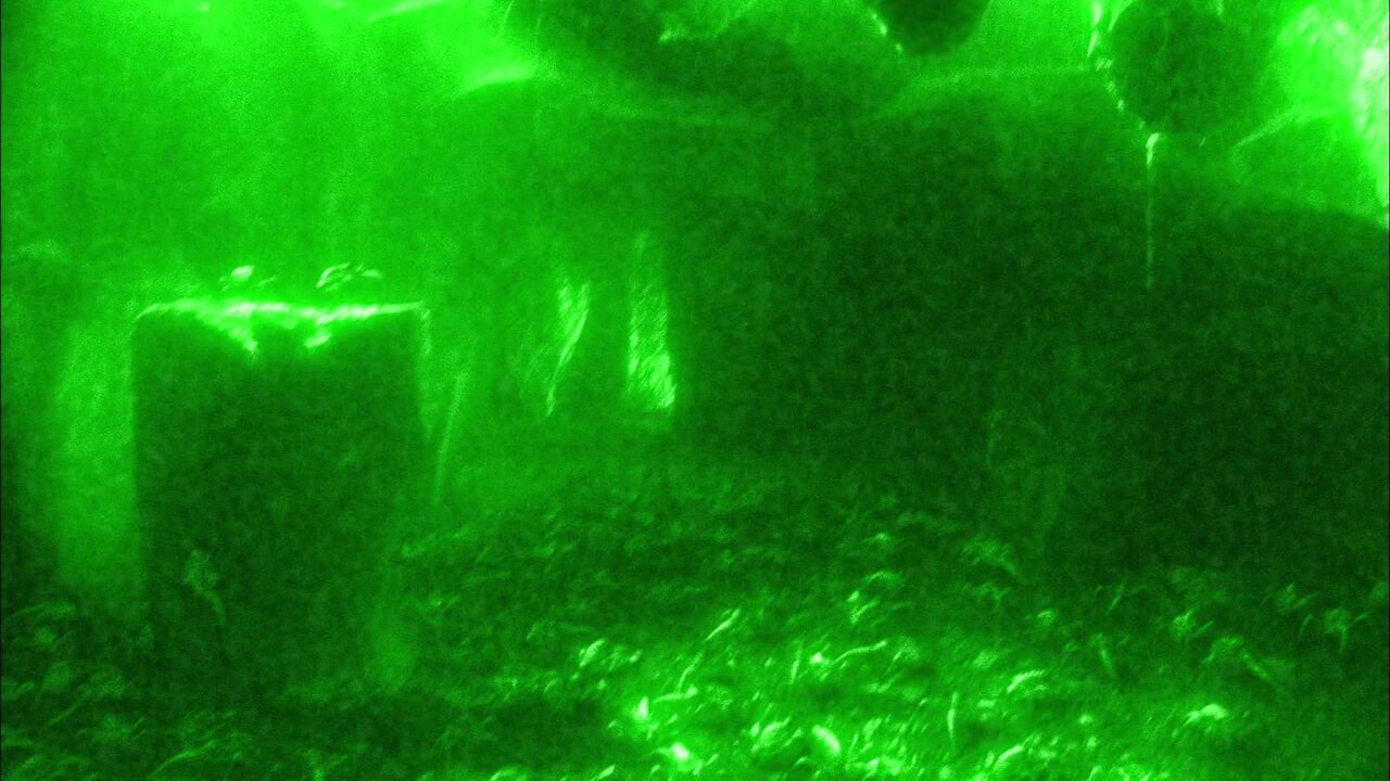 Ectoparasites