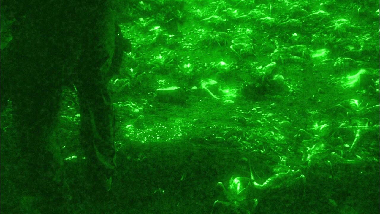 Ectoparasites