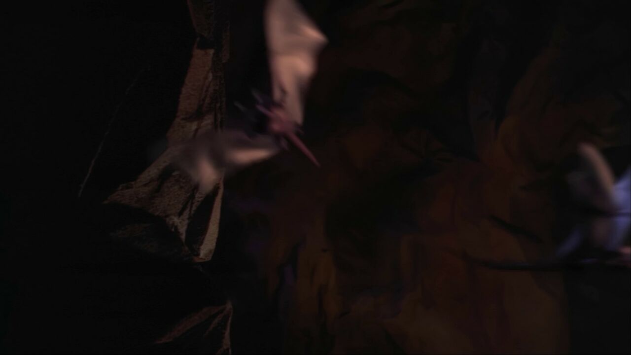 Chauve-souris de P2X-416