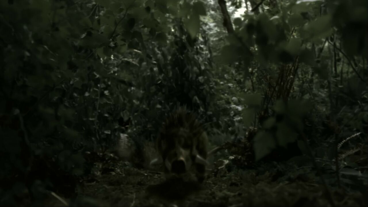 Sangliers de la lune de P5X-777